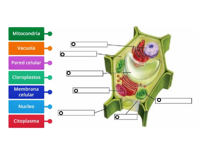 Celula Vegetal Diagrama Con Etiquetas