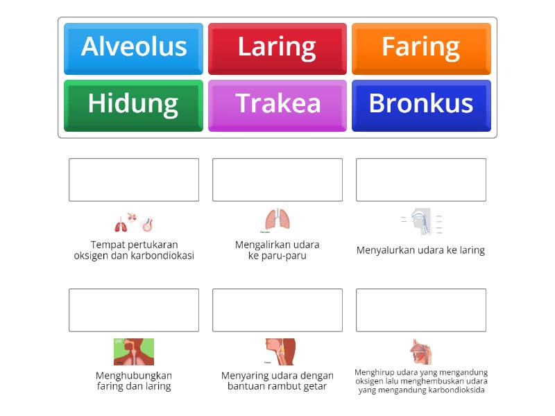 Organ Pernapasan Match Up