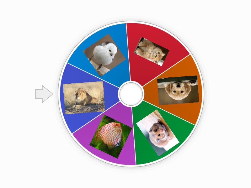 Pets Spin The Wheel