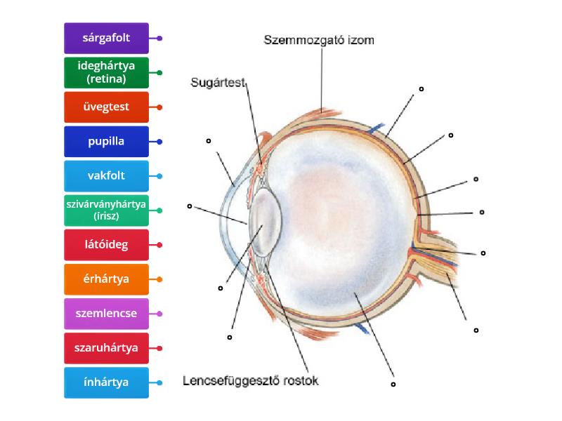 A szem részei Diagram