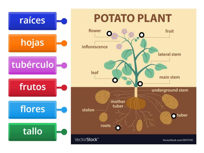 La Planta De Papa Labelled Diagram