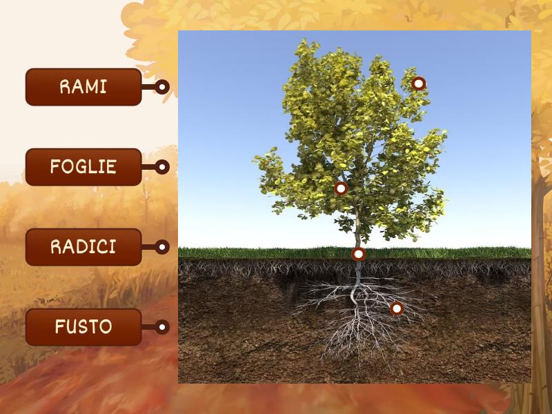 LE PARTI DELLA PIANTA Labelled Diagram