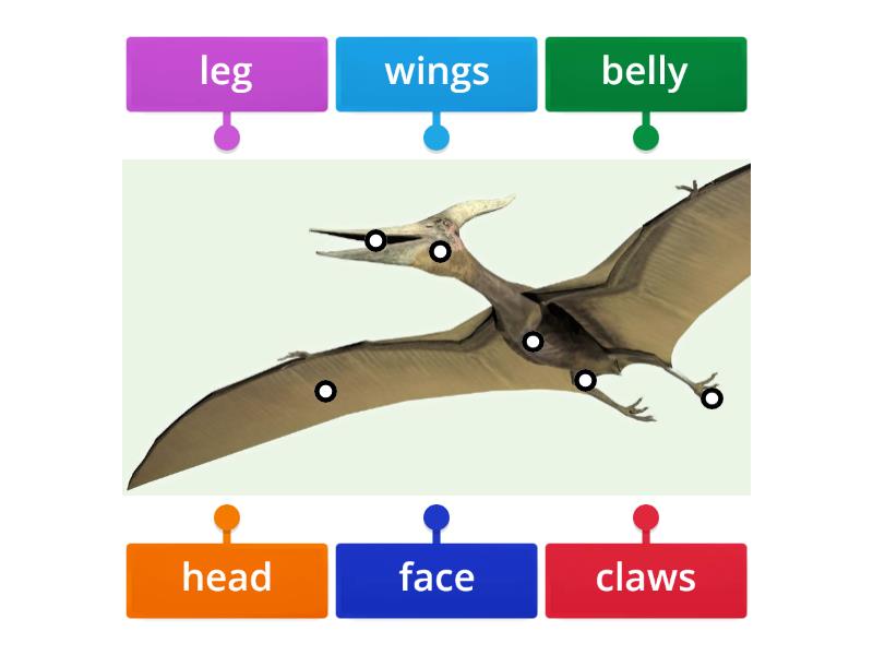 Budowa Dinozaura Labelled Diagram