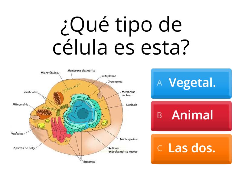 Celulas Quiz