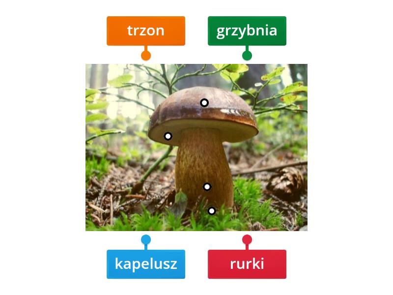 Budowa Grzyba Labelled Diagram