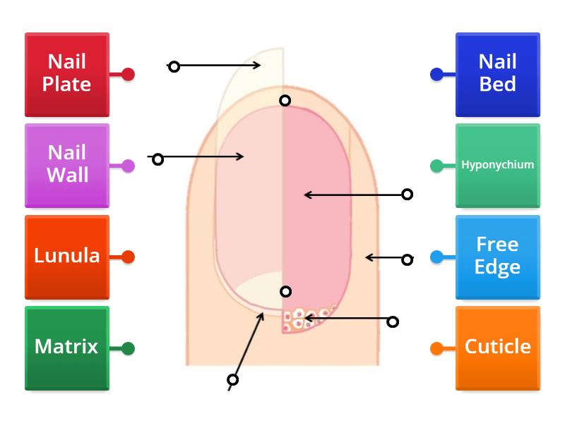 Structure Of The Nail Diagram Labelled Diagram