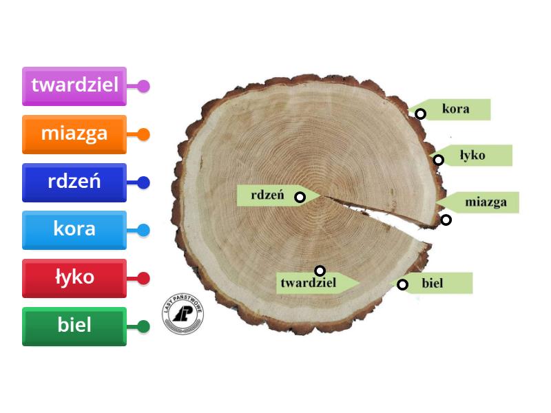 Technika Klasa 5 Budowa Drewna Diagrama Con Etiquetas