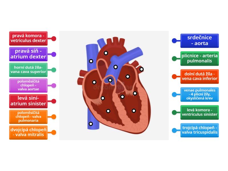 Anatomie Srdce Labelled Diagram