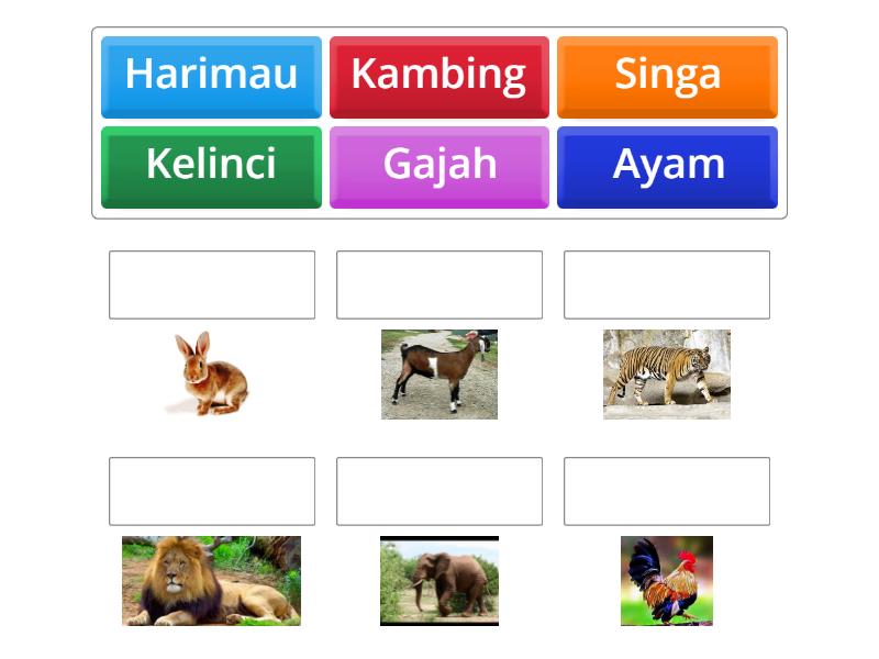 Mencocokkan Anggota Hewan Match Up