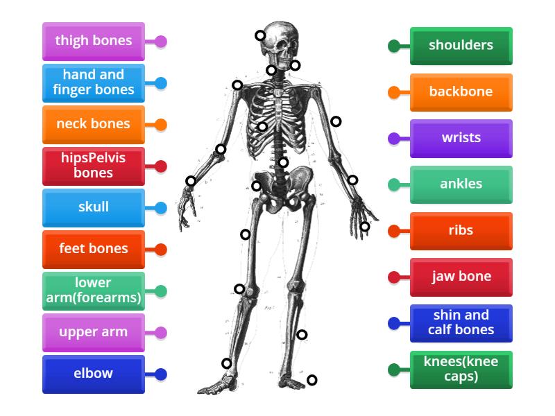 Human Skeleton Labelled Diagram