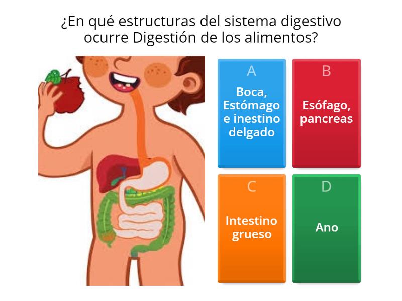 Sistema Digestivo Y Sistema Respiratorio Quiz