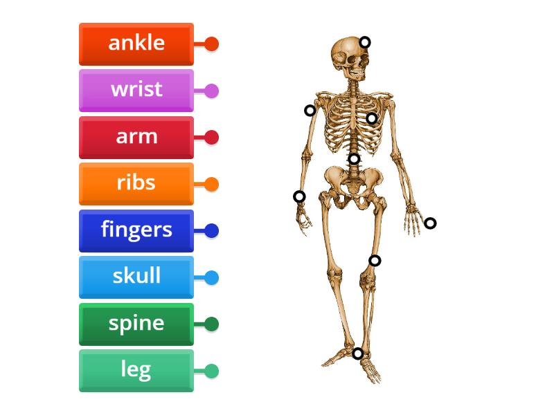 Skeleton Labelled Diagram