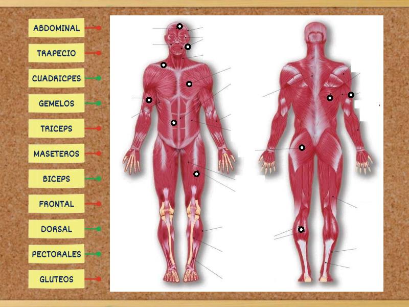 Musculos Del Cuerpo Humano Diagrama Con Etiquetas