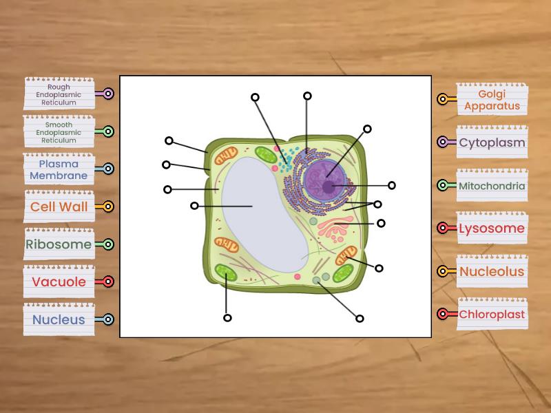 The Cell Organelles Components Diagrama Con Etiquetas