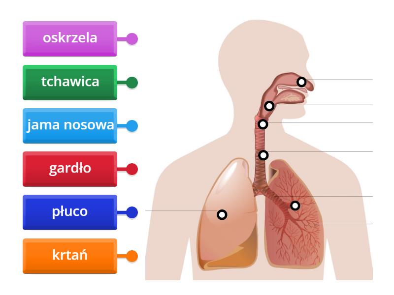 Budowa Uk Adu Oddechowego Rysunek Z Opisami