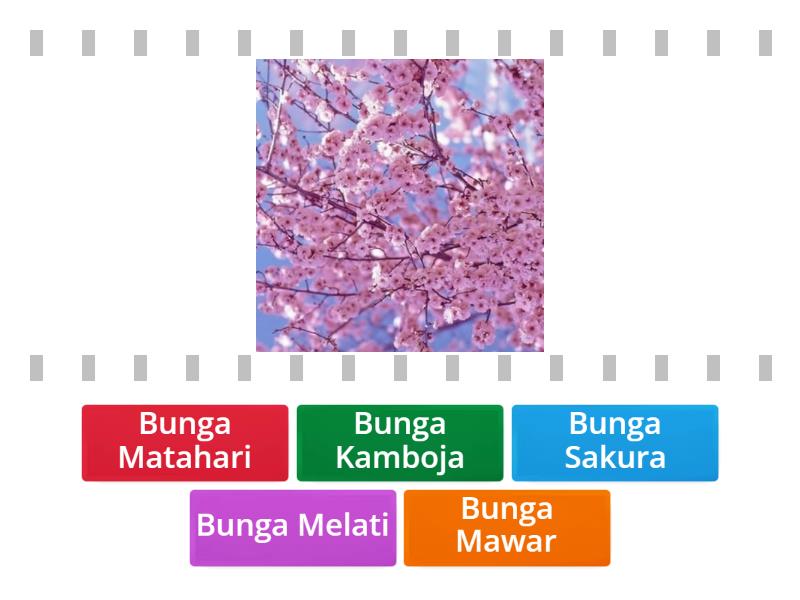 Nama Bunga Find The Match