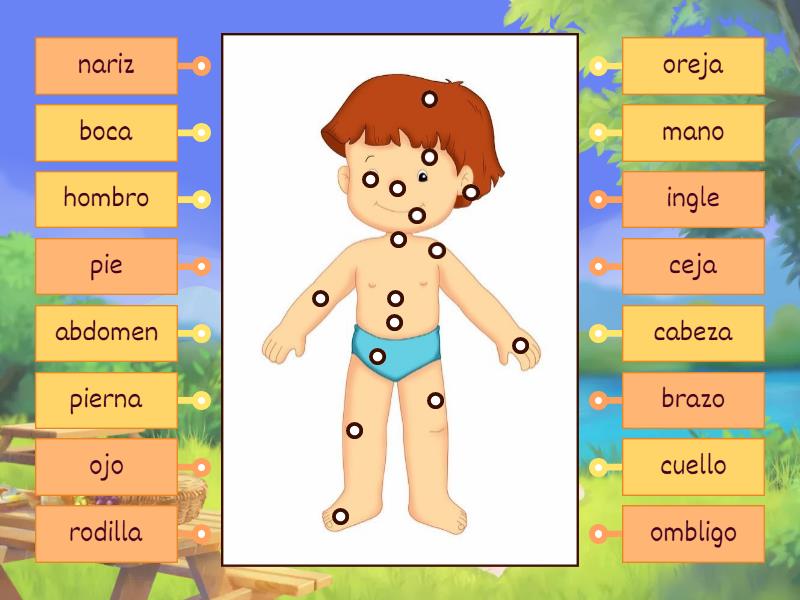 Partes Del Cuerpo Labelled Diagram