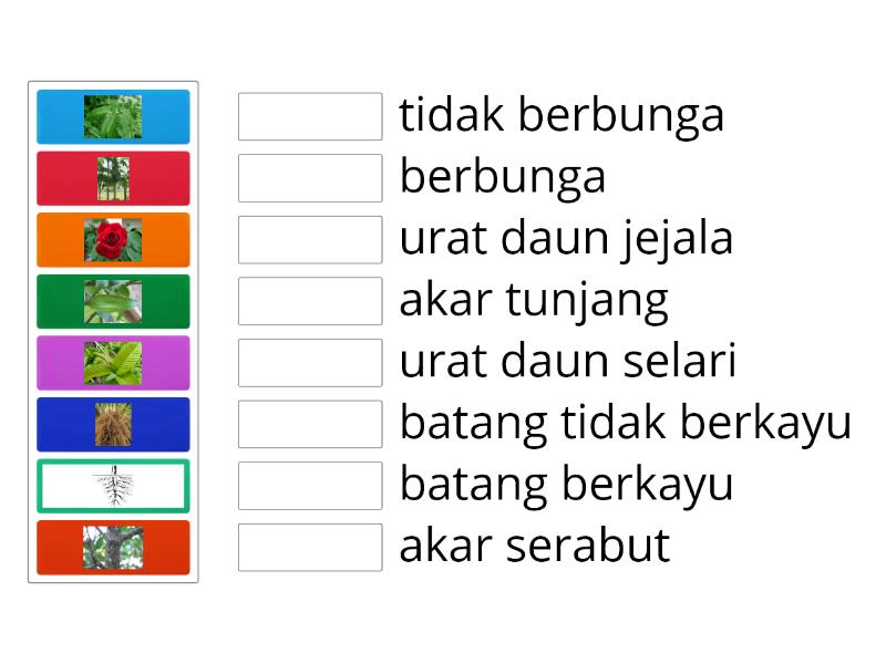 Kenali Bahagian Tumbuhan Match Up