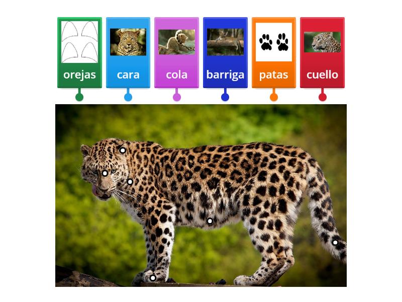 Partes De Un Leopardo Labelled Diagram