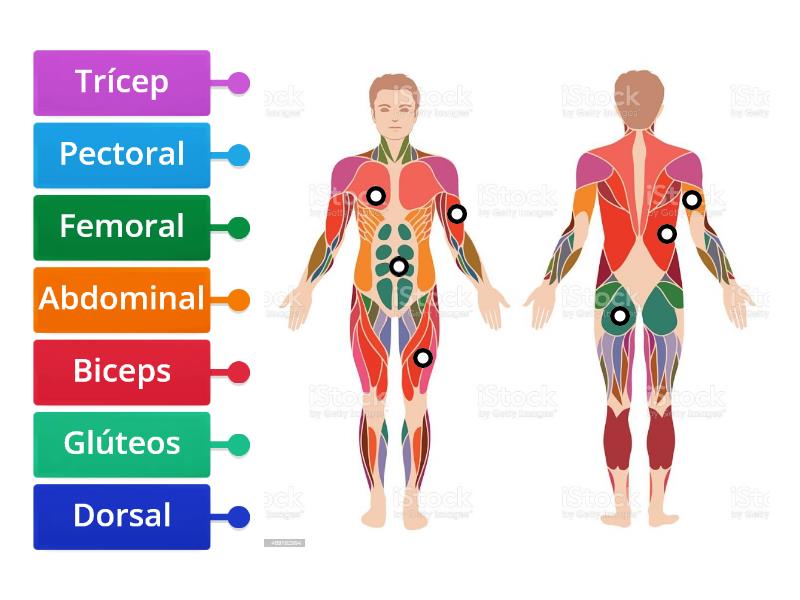 Identificacion De M Sculos Del Cuerpo Humano Diagrama Con Etiquetas