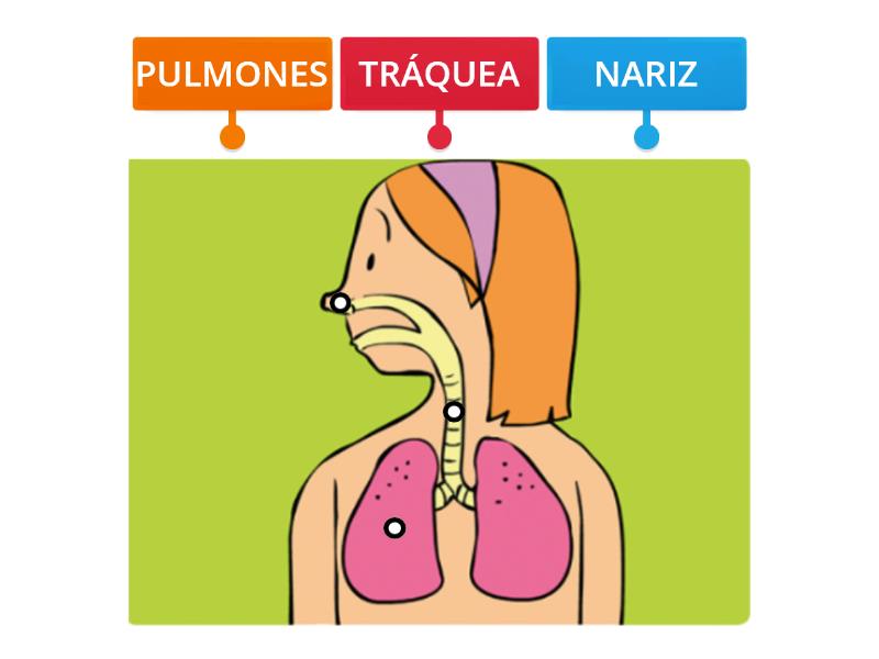 Sistema Respiratorio Diagrama Con Etiquetas