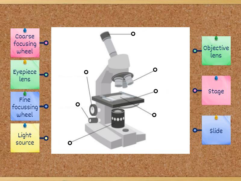 Labelling A Microscope Labelled Diagram