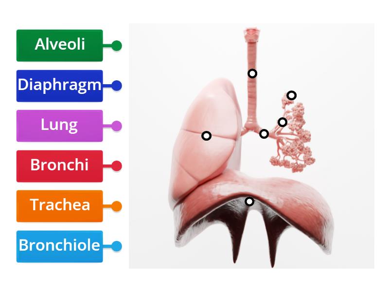 Respiratory System Labelled Diagram