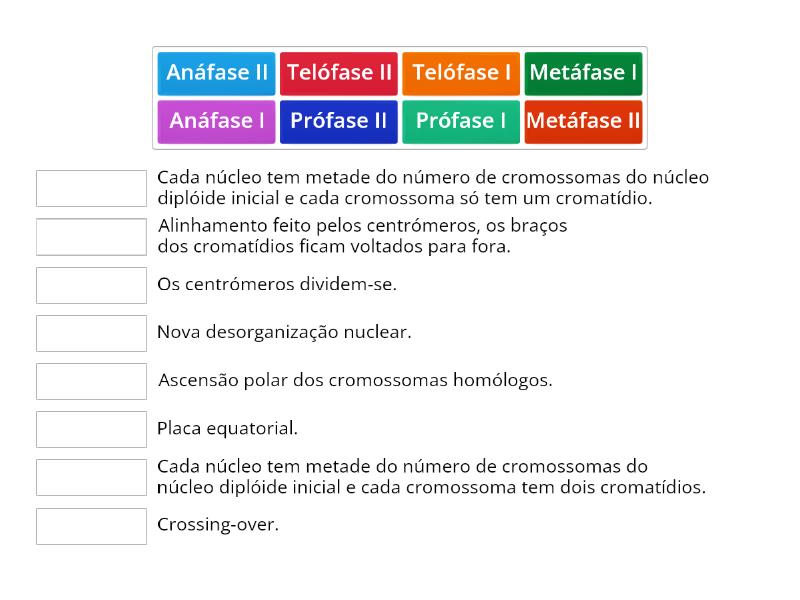 Meiose Match Up