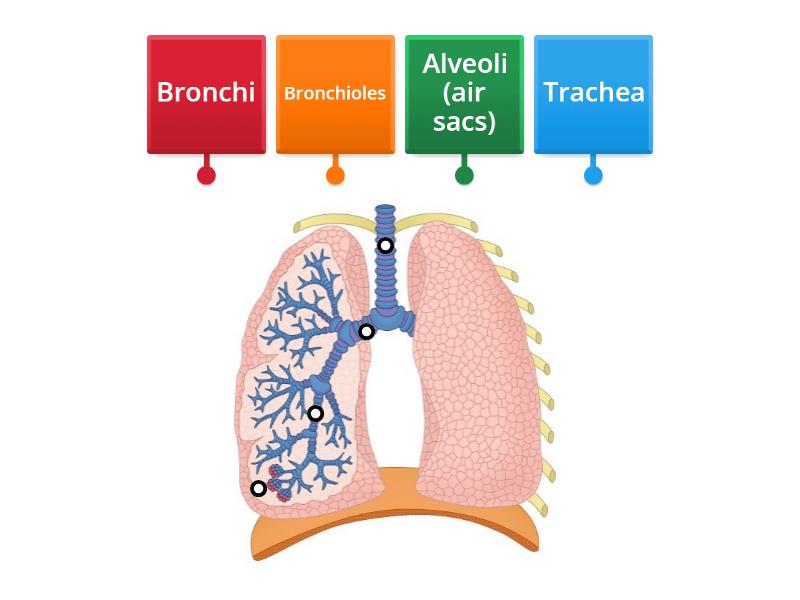 Structure Of The Lungs Labelled Diagram