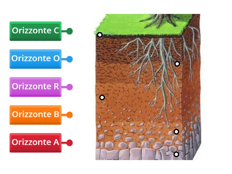 Gli Strati Del Suolo Labelled Diagram