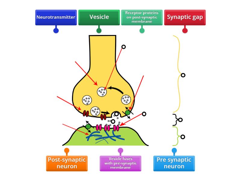 Igcse Synapse Labelled Diagram