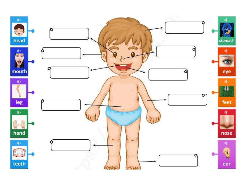 Labeled Diagramm Labelled Diagram