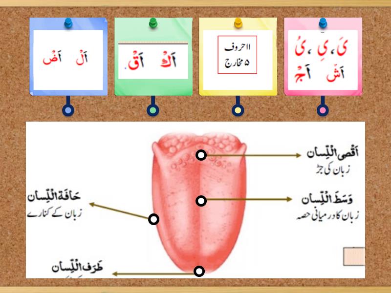 Tajweed Labelled Diagram