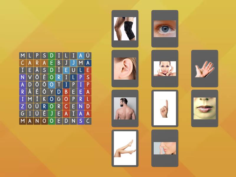 Sopa De Letras Partes Del Cuerpo Humano Wordsearch