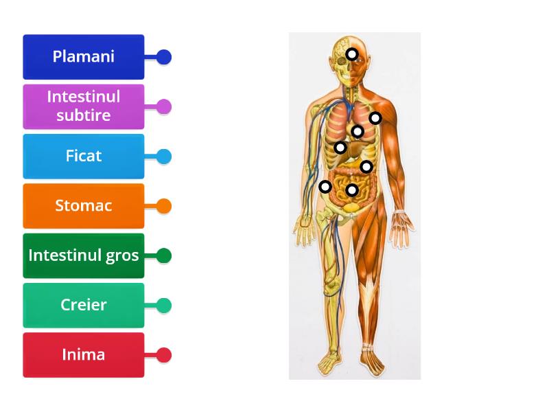 Corpul Uman Labelled Diagram