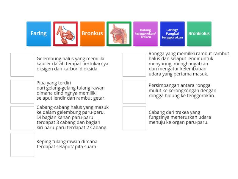 Fungsi Organ Pernapasan Manusia Match Up