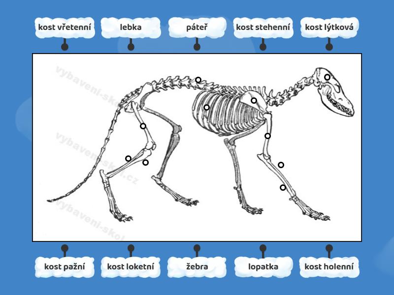 Kostra savců obrázek Labelled diagram