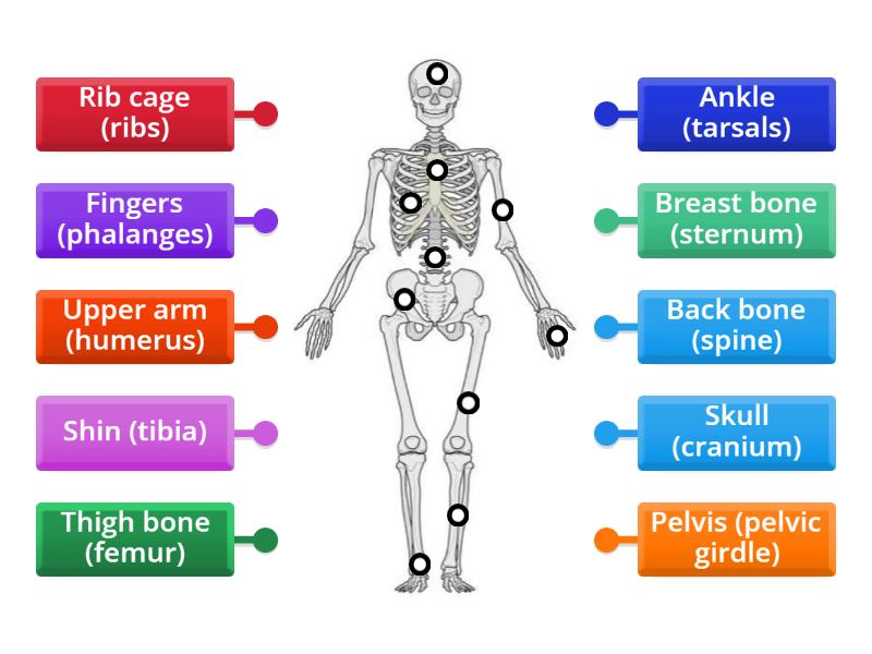 Label A Human Skeleton Labelled Diagram