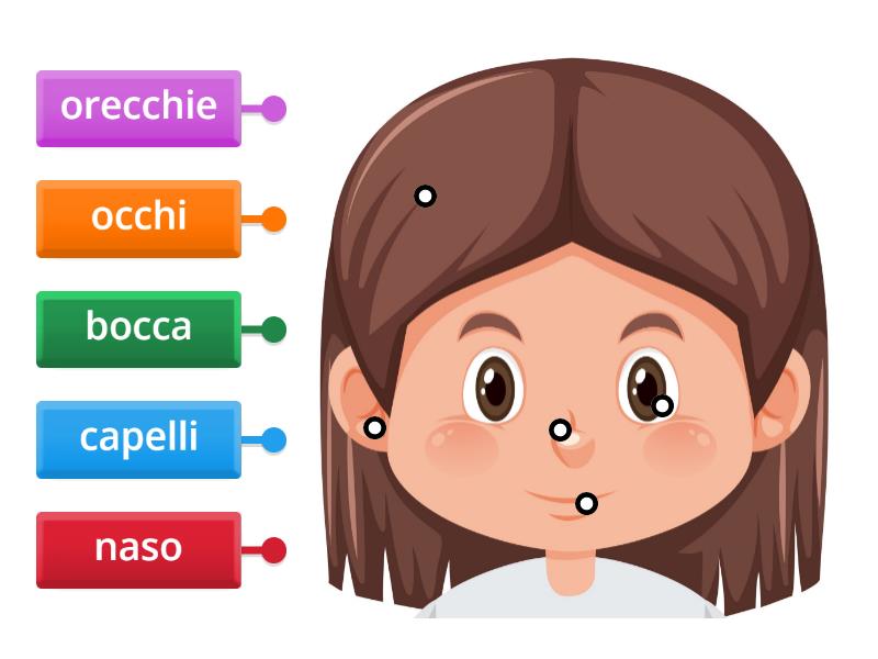 Le Parti Del Viso Labelled Diagram