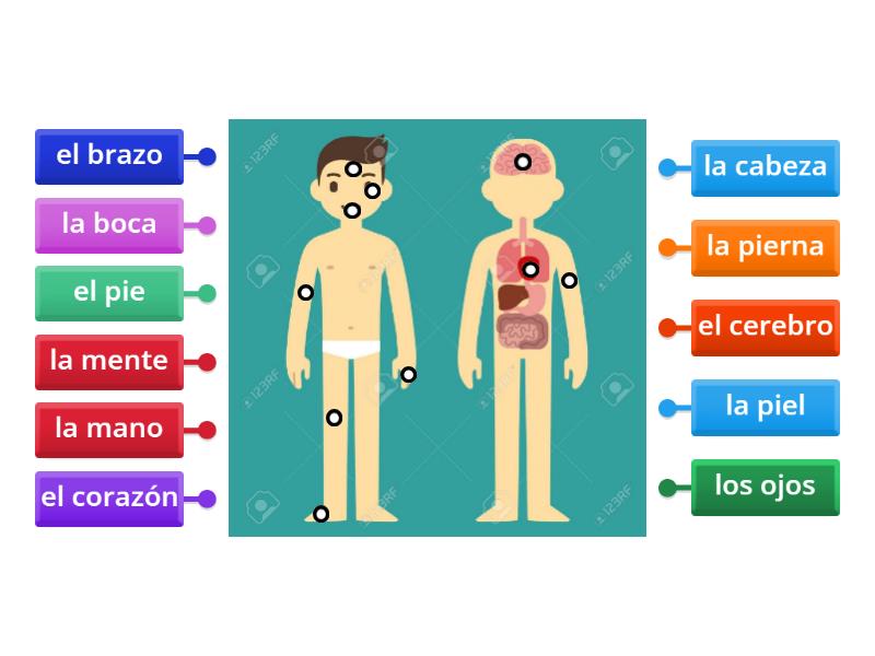 Las Partes Del Cuerpo Labelled Diagram