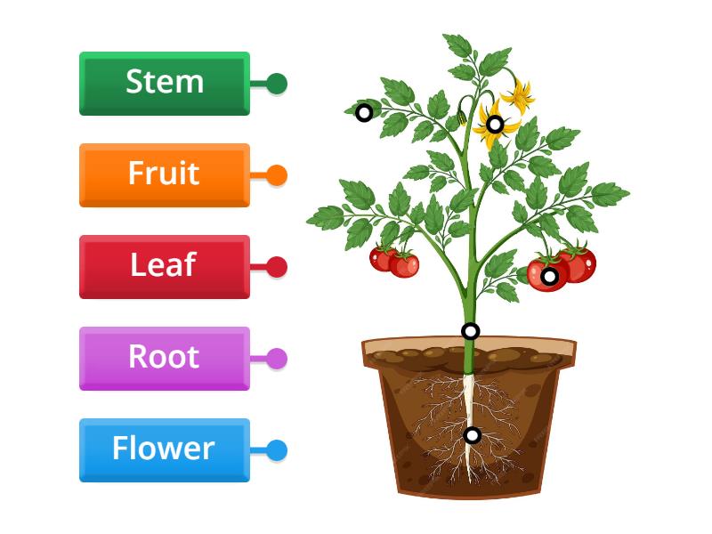 Plants Labelled Diagram