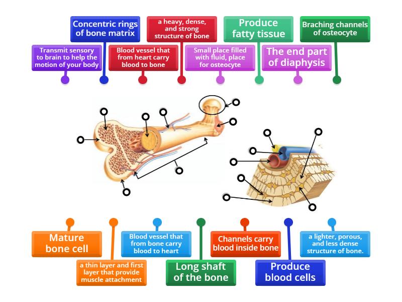 Structure And Cross Section Of Bone Level 2 Diagrama Con Etiquetas