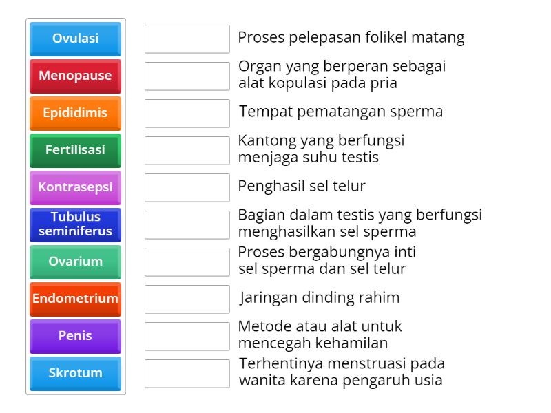 Sistem Reproduksi Manusia Match Up