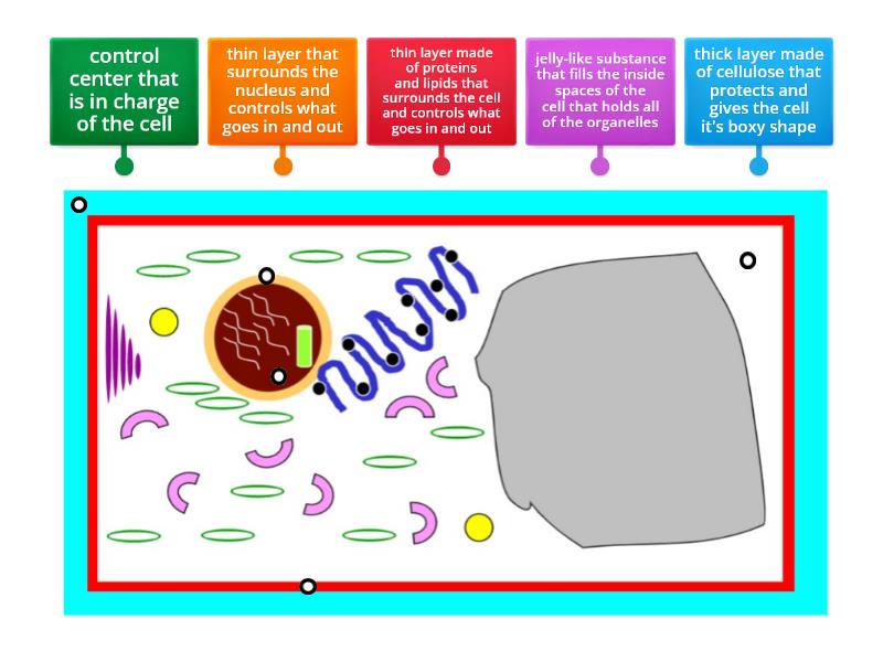 Group A Plant Cell Organelle Functions Diagram Diagrama Con Etiquetas