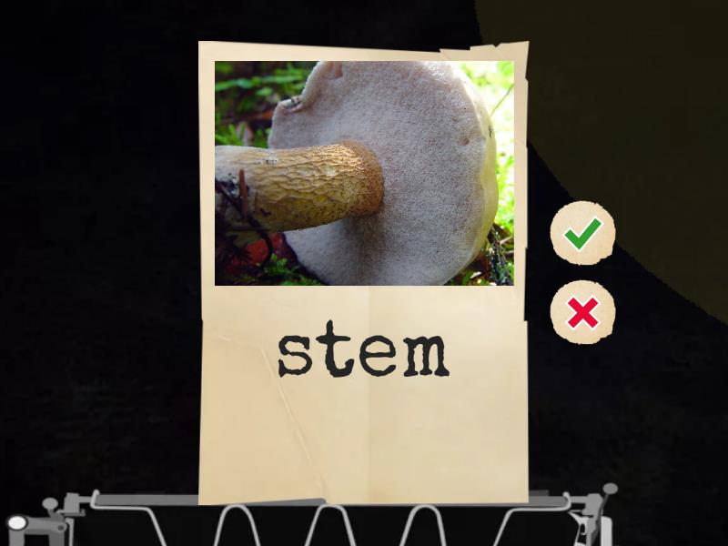 Species Of Fungi Flash Cards