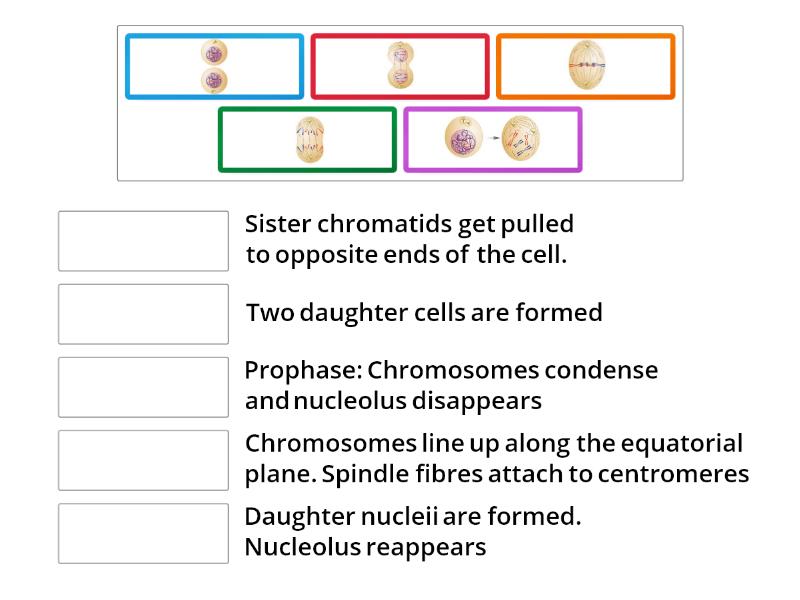 Mitosis Match Up