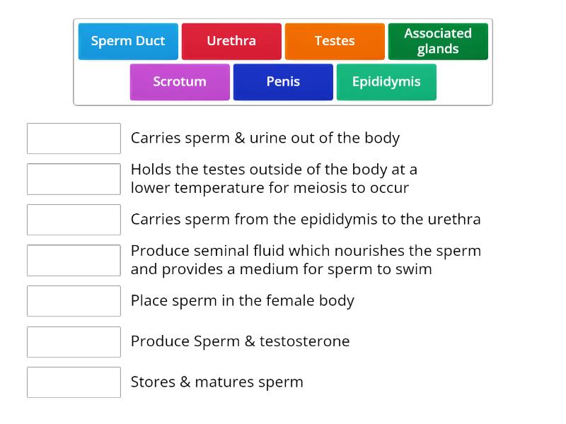 Functions Of The Parts Of The Male Reproductive System Match Up