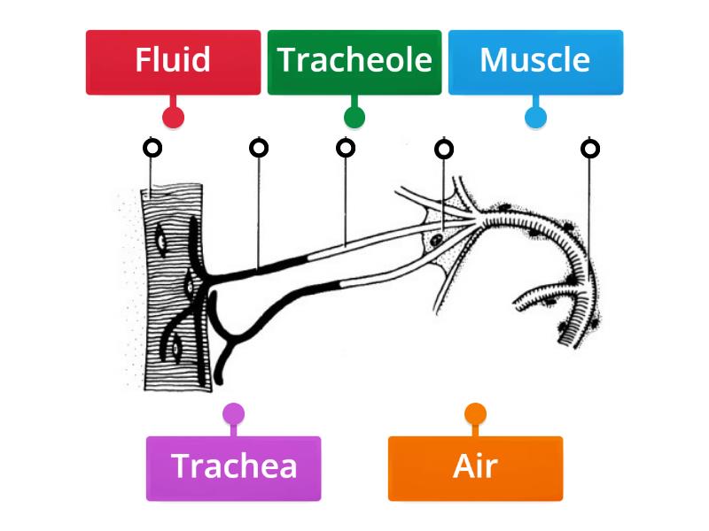 Insect Gas Exchange System Labelled Diagram