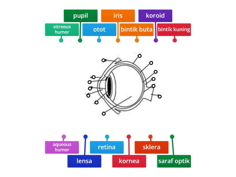 Bagian Bagian Pada Mata Part Of Eyes Diagrama Con Etiquetas