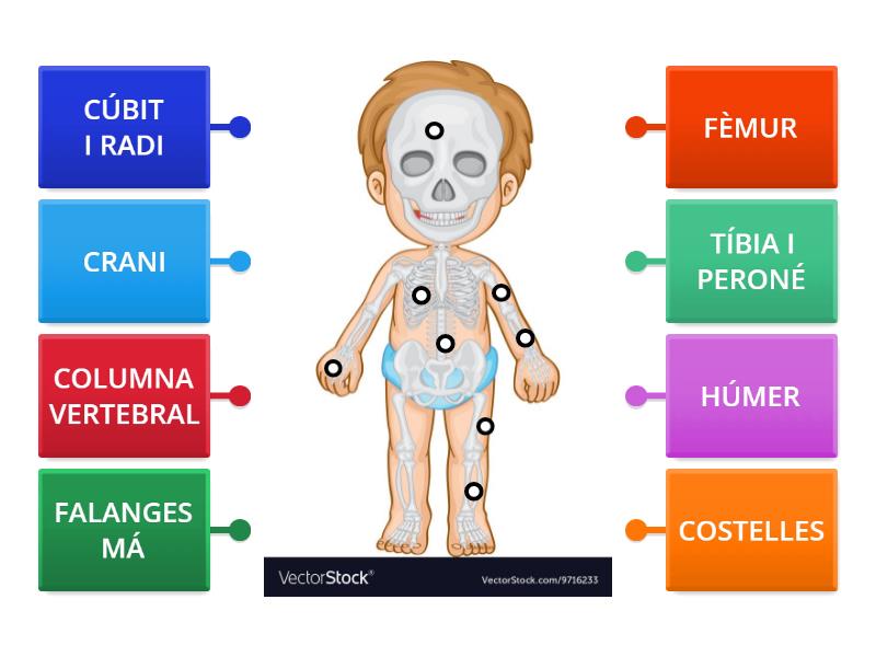 Els Ossos Del Cos Diagrama Con Etiquetas